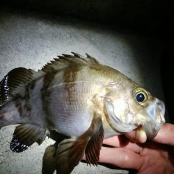 メバル混じりの遠投アジング